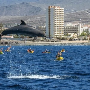 Delfinų stebėjimas Tenerifėje